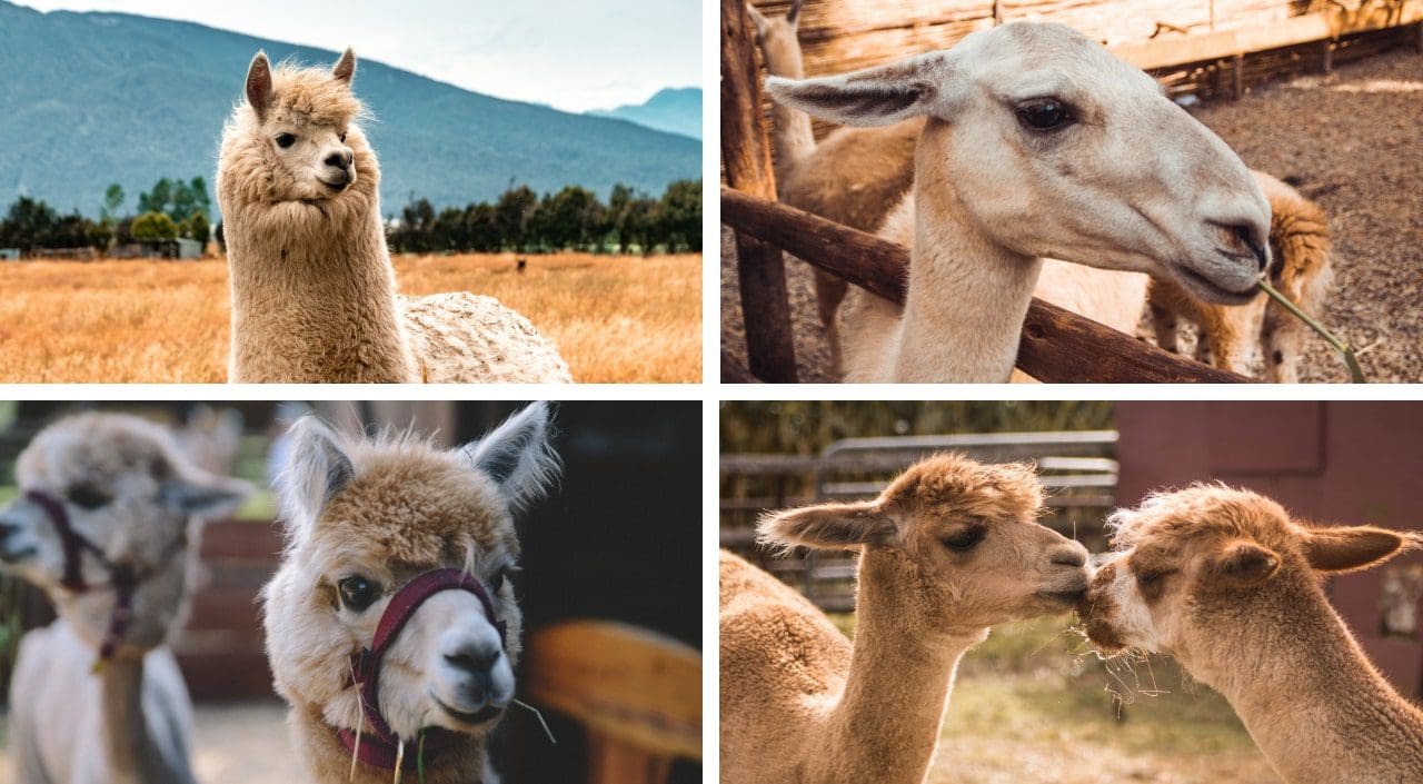 Alpaca and Llama images for Few-shot Learning